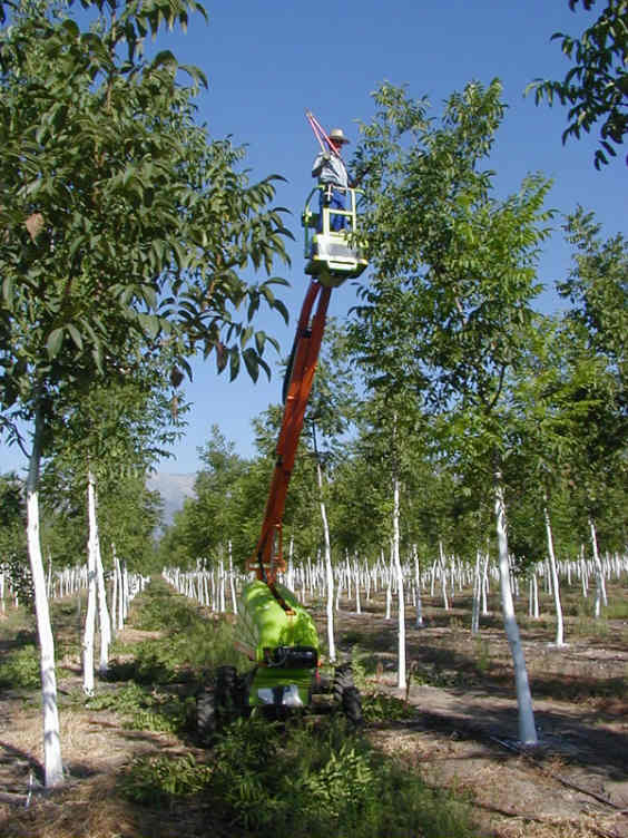 plantation de noyers