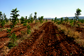 plantation de noyers