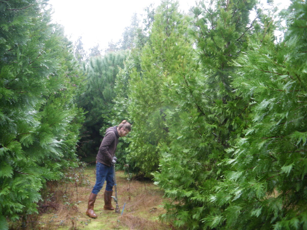 Rémi BORELLE (student at INRAE, Bordeaux, France) sampling the soil in a Calocedrus decurrens plot at the AR-13 (Sarlande) common garden of the REINFFORCE network.