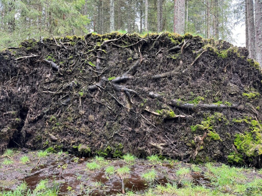Wind Damage in Black Forest, Dégâts causés par le vent dans la Forêt-Noire, 