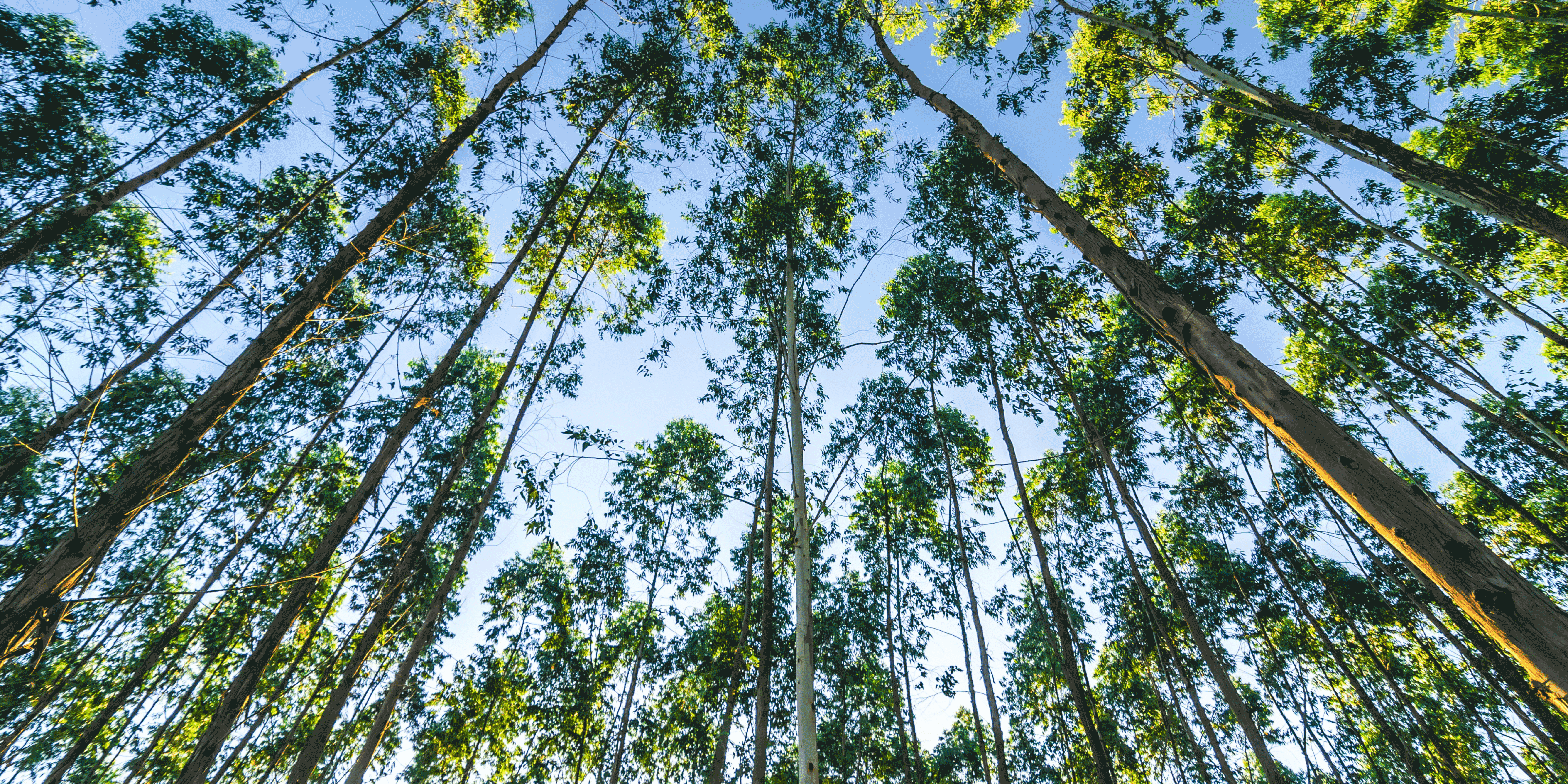 iefc.-eucalyptus iefc.-eucalyptus