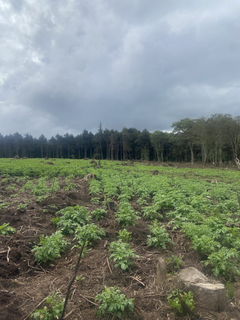 Potato field - Kinale Forest