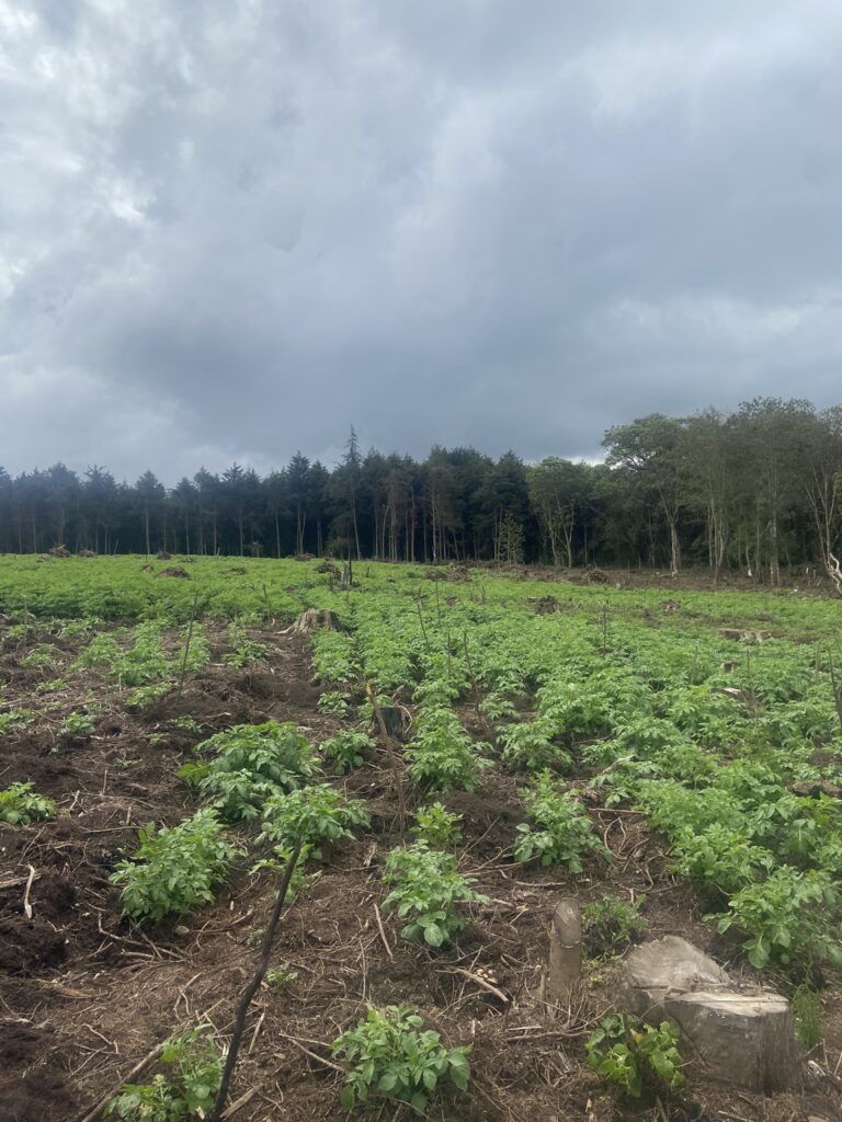 Potato field - Kinale Forest - ICPF 2023